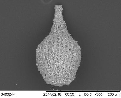 Radiolarians became again important in the deeper sections of sediments, just underlying the oceanic crust.