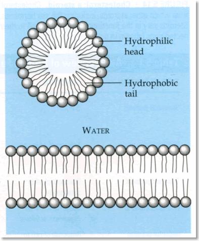 Creating something like a cell Creating something like a cell wall/membrane Amphiphilic molecules have a hydrophillic head & hydrophobic tail In presence of water they form monolayers as the