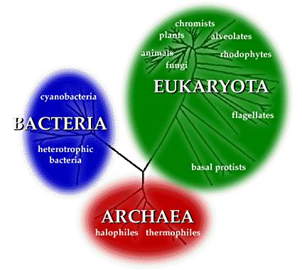 Domains of Life -- Eukarya: