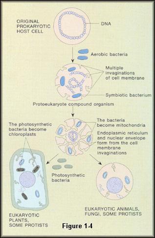 Seems that eukaryotes arose from prokaryotes which developed symbiotic relationships, eventually residing 