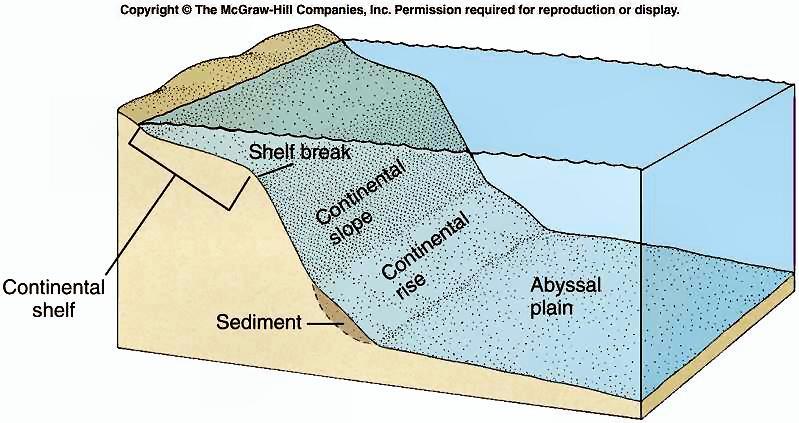sediment piled up on the sea floor Shallowest part of the continental margin Ranges from 0.