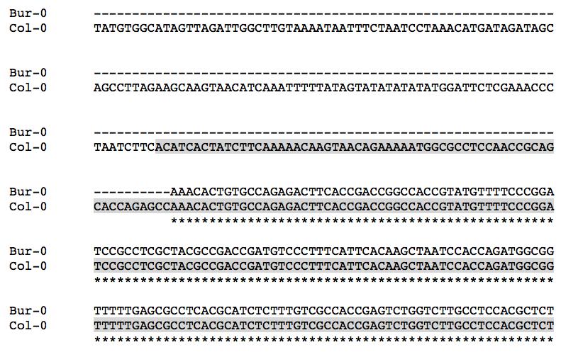 A B C 1.1 kb Supplemental Figure S4. Arabidopsis ecotypes with natural nata1 knockout mutations were identified through the 11 Genomes Project (http://11genomes.org/).