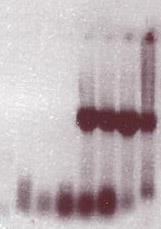 (B) Agarose gel showing bands corresponding to the NATA1 promoter regions of the indicated Arabidopsis ecotypes. (C) Sequence alignment of Chr2:1635177.