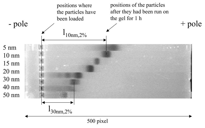 Figure SI-1: 2% agarose gel on which phosphine stabilized Au nanoparticles of different size (diameter d of the Au core = 5, 10, 15, 20, 30, 40, 50 nm) have been run for 1 hour at 100 V (this