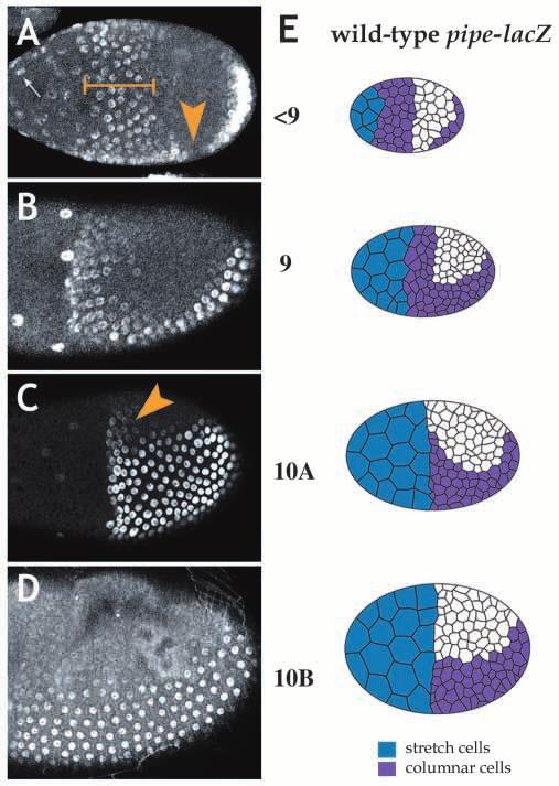 2212 K. E. James, J. B. Dorman and C. A. Berg Next we analyzed pipe-lacz expression in Ras C40b and control mosaic egg chambers.