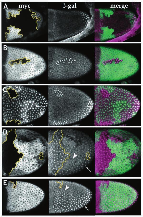 Ras in patterning and morphogenesis 2213 expression may have masked a subtle expansion in pipelacz caused by dorsal Ras clones.