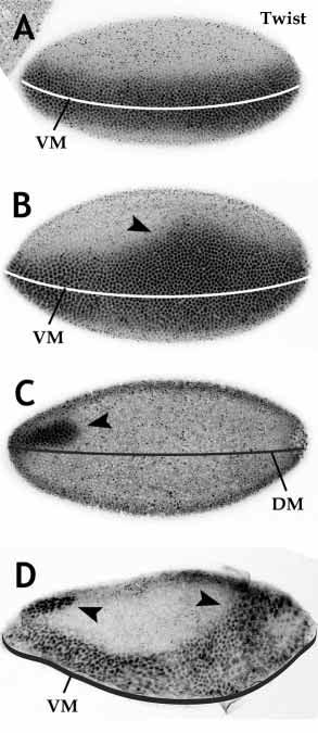 2214 K. E. James, J. B. Dorman and C. A. Berg Fig. 3. Twist protein is normal in most embryos derived from egg chambers with dorsal Ras clones.