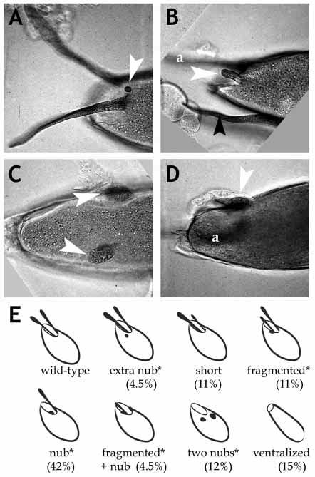 VM, ventral midline; DM, dorsal midline. (A) Twist protein in an embryo derived from a control clone egg chamber.
