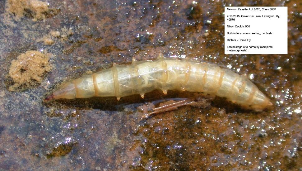 Example of a horse fly larva image with proper formatting.