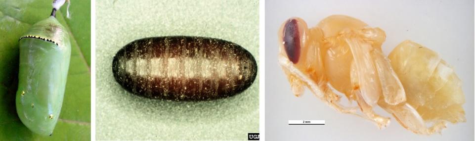 Pupa are also difficult to identify to the order and common name level pupal stages are seldom depicted in insect field guides, for instance.