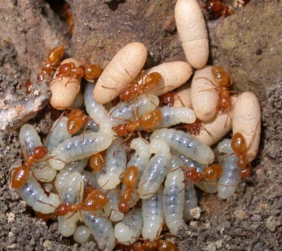 They are distinctive because their pupae often have exposed, distinct legs, antenna, and other body parts. Fly pupae are common inside garbage cans.