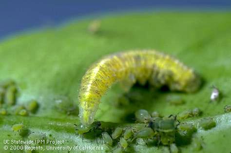 Larvae feed on aphids and other small, soft- bodied insects Nws dub thiab muaj tej