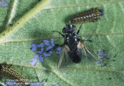 ci ntaug lees Tachinid Flies Actual Size: < ½ inch Dark, hairy flies that look like
