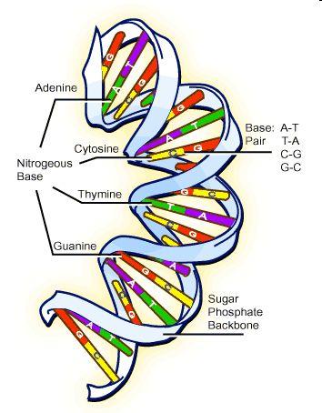 Nucleic Acids Continued DNA: contains information that determines