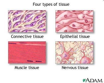 4 Kinds of Tissues Nerve tissue: sends information throughout the body Muscular tissue: causes