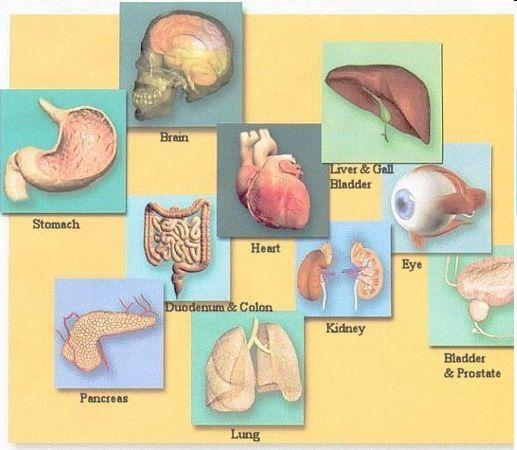 Organs A group of tissues working together to perform a specific function Examples: heart, liver, lungs, kidney Heart: nervous tissue sends message for the heart to pump, the muscle