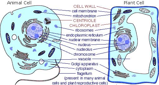 7) Cellular and Molecular Evidence: Cellular Evidence All organisms are made of cells consist of membranes