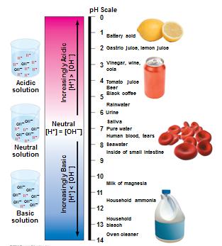 The ph Scale Each increase (toward more acidic or more basic away from 7 in either direction) on the ph scale