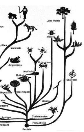 In your own words What is a Common Ancestor?