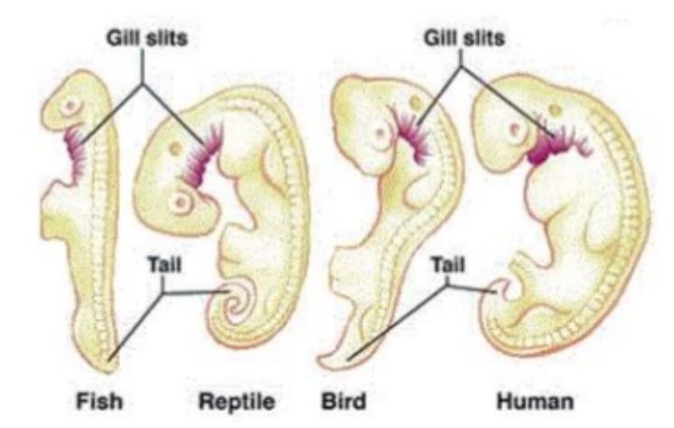 Example: Vertebrate Embryos All have gills which eventually become ear