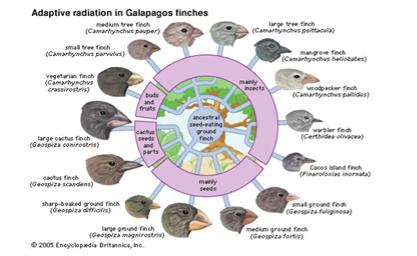 Beak variation in Galapagos Finches Why would the same bird species require different beaks? What is the function of a Be