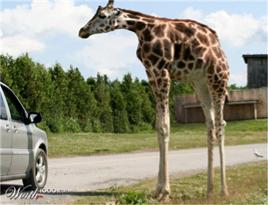 Short Neck Giraffe!!!! (Weird, Right?