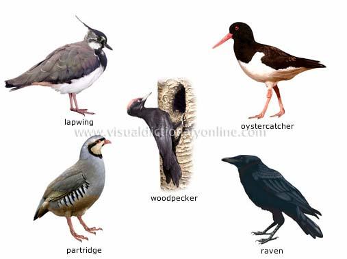 SBI 3U1 Final Exam Review Diversity 1. Arrange the 7 levels of Linnaean classification from most general (ie: kingdom) to most specific (ie: species) 2.
