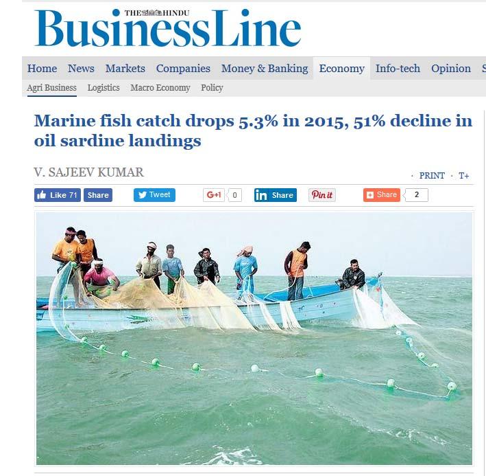 Big drop in oil sardine catch in