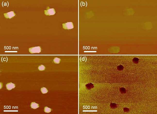 Figure S6. (a,b) Topography and MFM images of the oxidized β-fesi 2 nanocubes.