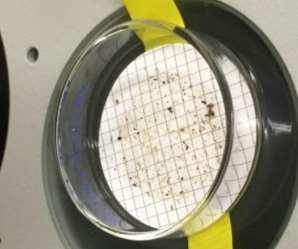 Dissection scope and light tubes Float material is picked-through visually