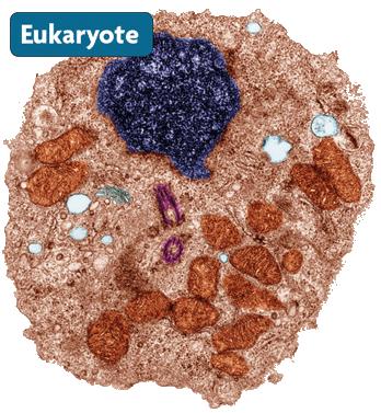 ! There are two cell types: eukaryotic cells and