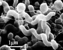 Microbiological threat for public health Sources of Microbiological Infections Foodborne Pathogenes Fecal-Oral Transmission Bacteria
