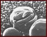 Listeraia monocytogenes Giardia lamblia cysts Cryptosporidium parvum Oocysts Rotavirus Hepatitis Norwak Prions (BSE) Salmonella spp.