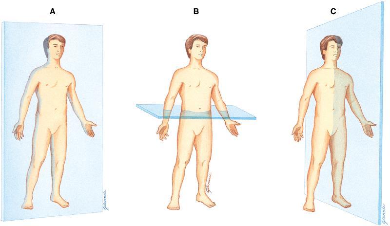 Figure 9-5 Body Planes (Continued) Copyright