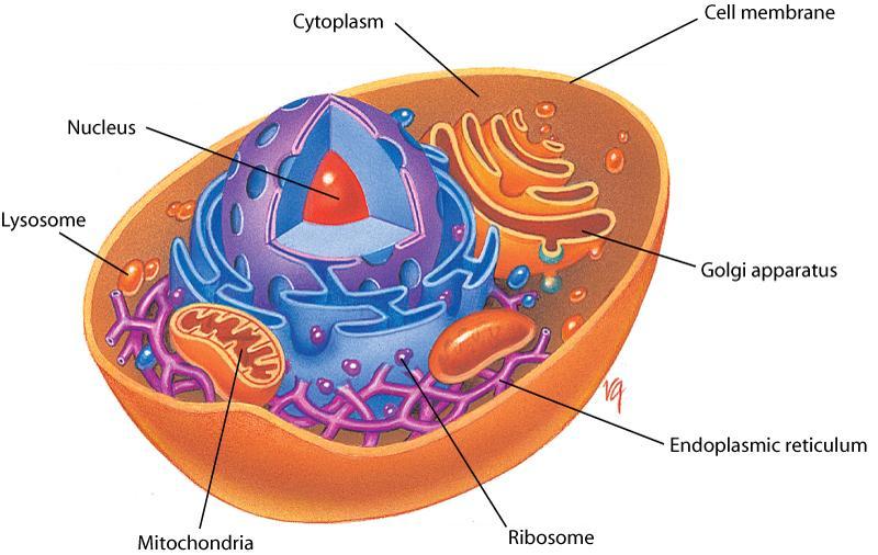 Figure 9-1 Cell Structure (Continued) Copyright