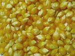 9 One-way ANOVA Maize: 4 varieties (k) y: productivity (NORMAL CONTINUOS) x: variety (CATEGORICAL: four levels: x 1, x 2, x 3, x 4 ) H 0 : µ 1 = µ 2 = µ 3 = µ 4 H a : At least