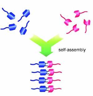 Directed assembly of liquid crystals Rational creation of a mesogen by the association of molecules that are not mesogens