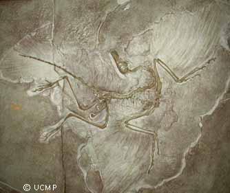 Archaeopteryx: