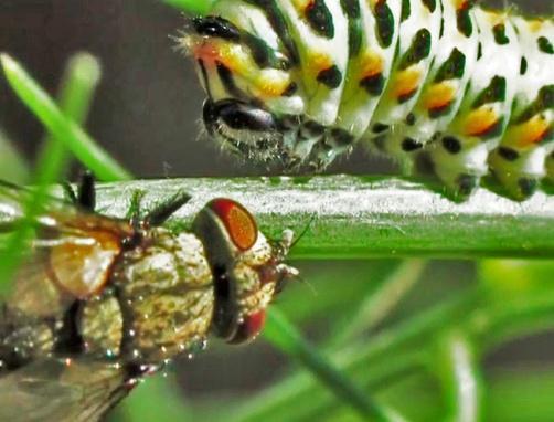 eggshell (Fig. 15). When the caterpillar moved its head towards the fly, the tachinid walked away to the left side of the caterpillar and laid another 5 eggs.