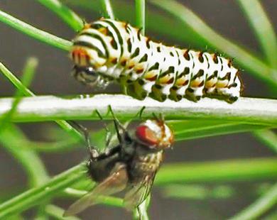 When another caterpillar was taken out of the cage the tachinid from attack 6 flew directly towards it, from a distance of 7 meters, and positioned itself, on