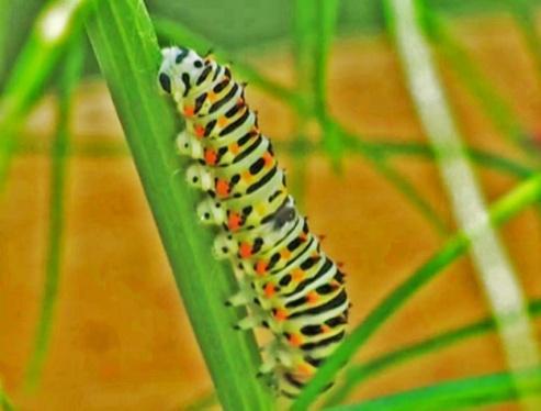 Parasitized caterpillars From the attacks on 26 May 3 maggots hatched after 10 days from 2 caterpillars and 1 maggot hatched after 11 days.