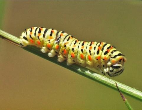 Many parasitized caterpillars develop, eight to nine days after being parasitized, one or more black spots on a segments of their body (Fig. 22).