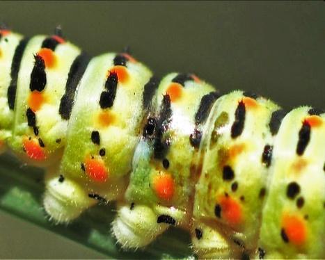 Detail of black spot with hole on parasitized caterpillar.