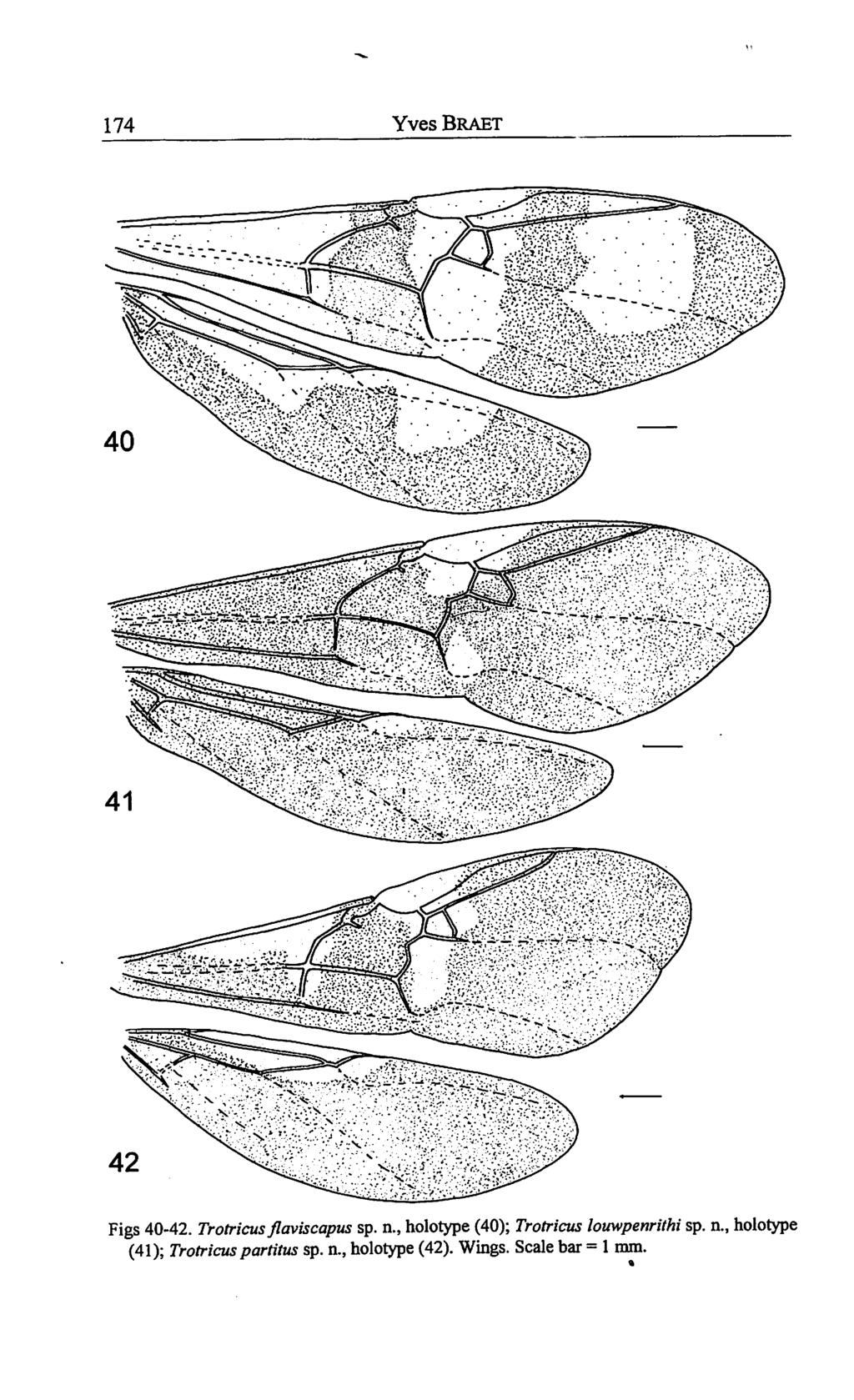 174 YvesBRAET Figs 40-42. Trotricus jlaviscapus sp. n.
