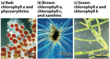 Photosynthetic pigments in chloroplasts Chlorophyll