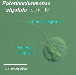 covering Cells w/two flagella, attached near one end Some mixotrophic Yellow & brown carotenoids