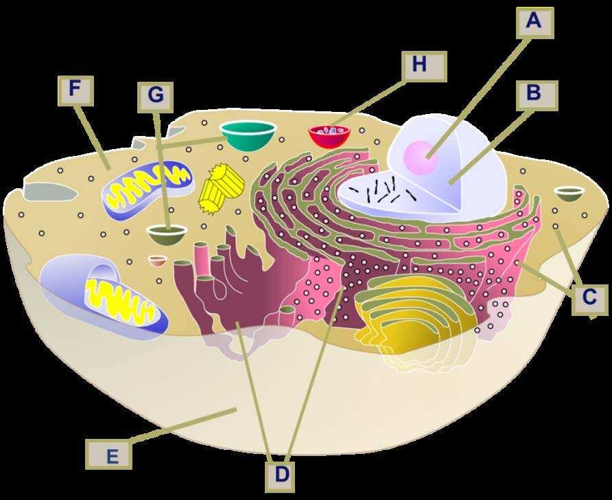 Question 4 [30] 4.1.1 Sketch and label all parts of the cell cycle. (10) 4.1.2 During which portion of the cell cycle is DNA polymerase most active? (1) 4.1.3 During which portion of the cell cycle are mrna and proteins mainly produced?