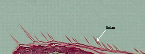 muscle tissue; p, pigment cells).