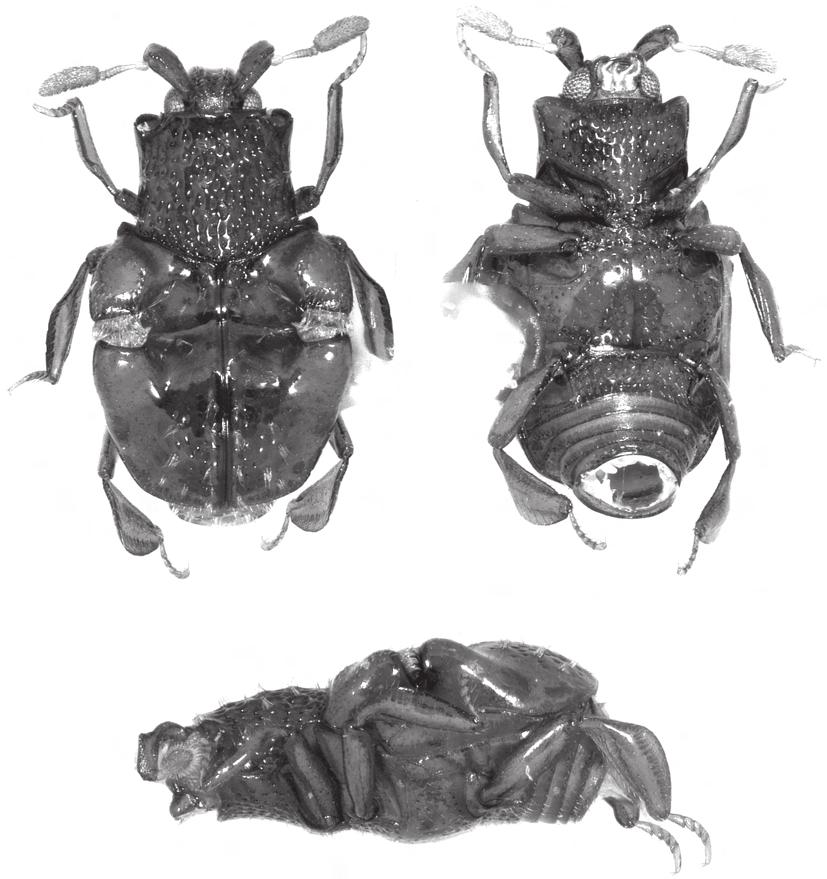 Chlamydopsinae (Insecta, Coleoptera, Histeridae) from Vanuatu A B C FIG. 8. Eucurtiopsis ibisca n. sp., habitus: A, dorsal view; B, ventral view; C, lateral view. Scale bar: 1 mm.