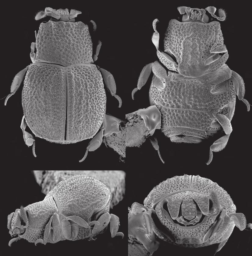 Chlamydopsinae (Insecta, Coleoptera, Histeridae) from Vanuatu A B C D FIG. 1. Ceratohister vanuatu n. sp., habitus: A, dorsal view; B, ventral view; C, lateral view; D, frontal view.